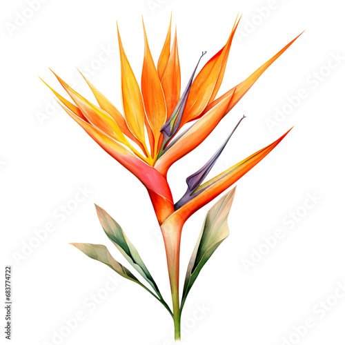 Watercolor strelitzia transparent background png