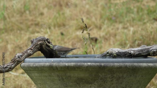 Zwei Mönchsgrasmücken weibchen beim Baden