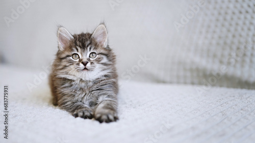 Small kitten on a grey blanket. Kitten two months old 
