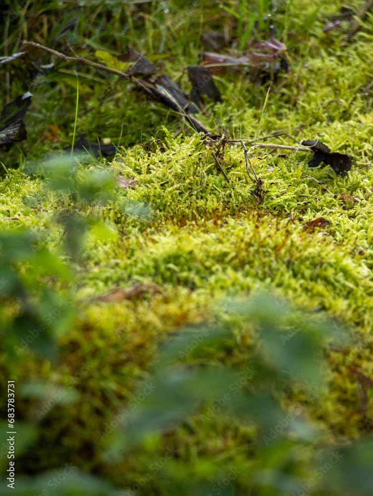 Waldboden mit Moos