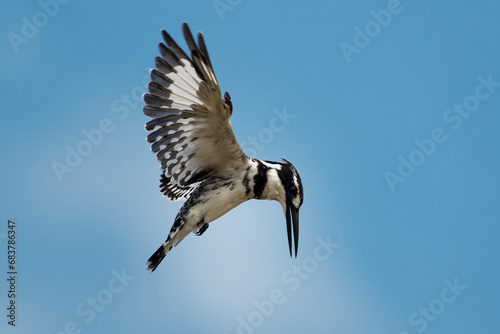 Pied Kingfisher - Ceryle rudis species of water black and white kingfisher widely distributed across Africa and Asia. Hunting fish. Flying in the air during hunting photo