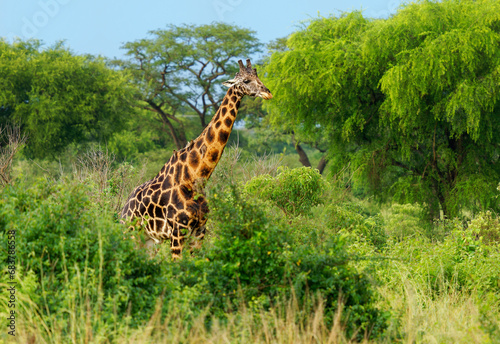 Rothschild s giraffe - Giraffa camelopardalis rothschildi subspecies of the Northern giraffe  also Baringo or Nubian or as the Ugandan giraffe  portrait of long neck mammal from Africa