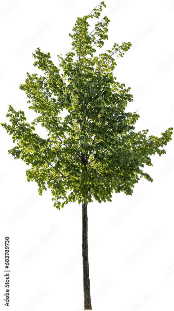 Freistehender Baum mit grünen Blättern Freistehender Baum mit grünen Blättern