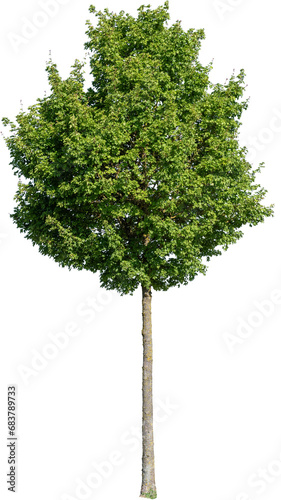 Freistehender Baum mit grünen Blättern