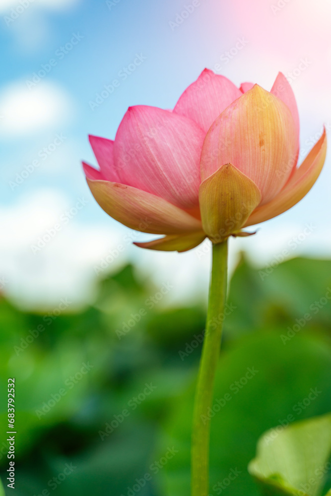 A pink lotus flower sways in the wind. Against the background of their green leaves. Lotus field on the lake in natural environment.