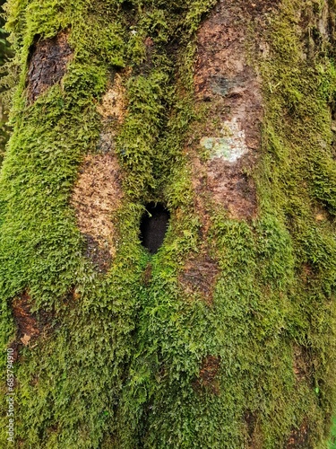 Moss on a tree