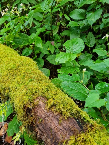 Moss on a tree