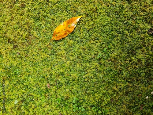Moss texture
