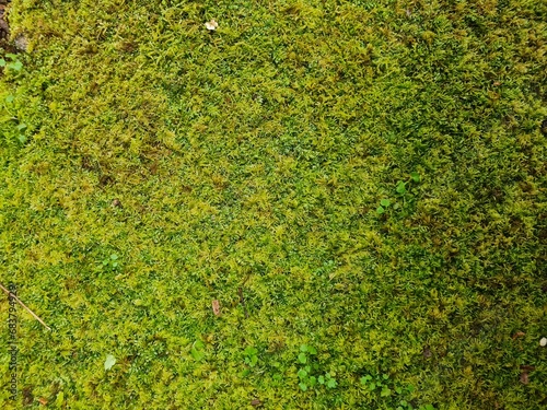 Moss texture