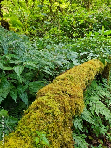 Moss on a tree