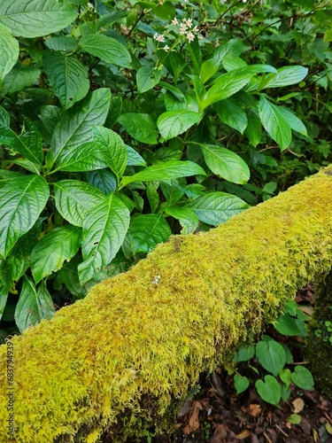 Moss on a tree