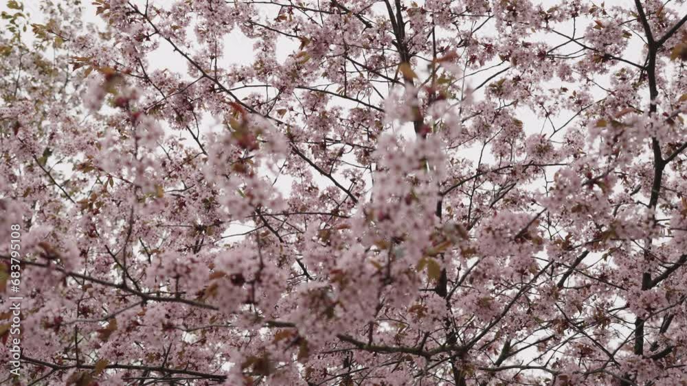 Slow motion of cherry blossom in spring closeup shot Slow motion of cherry blossom in spring closeup shot