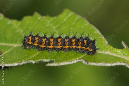 Closeup of a caterpillar of the small emperor moth, Saturnia pavonia on a Willow, Salix leaf © Henk