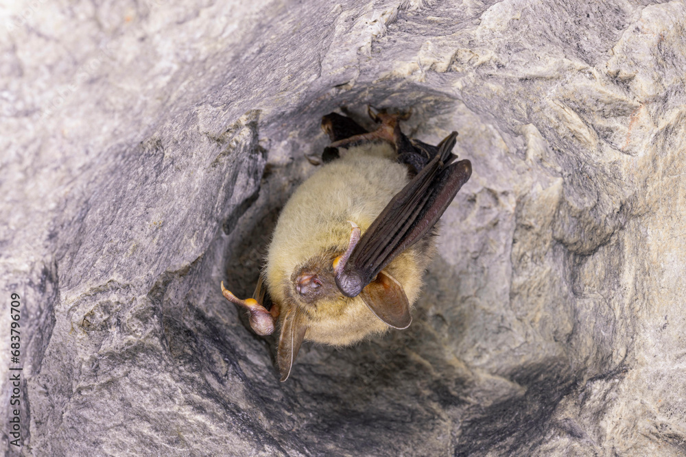 Close up strange animal Greater mouse-eared bat Myotis myotis hanging upside down in the hole of the cave and hibernating. Wildlife photography.