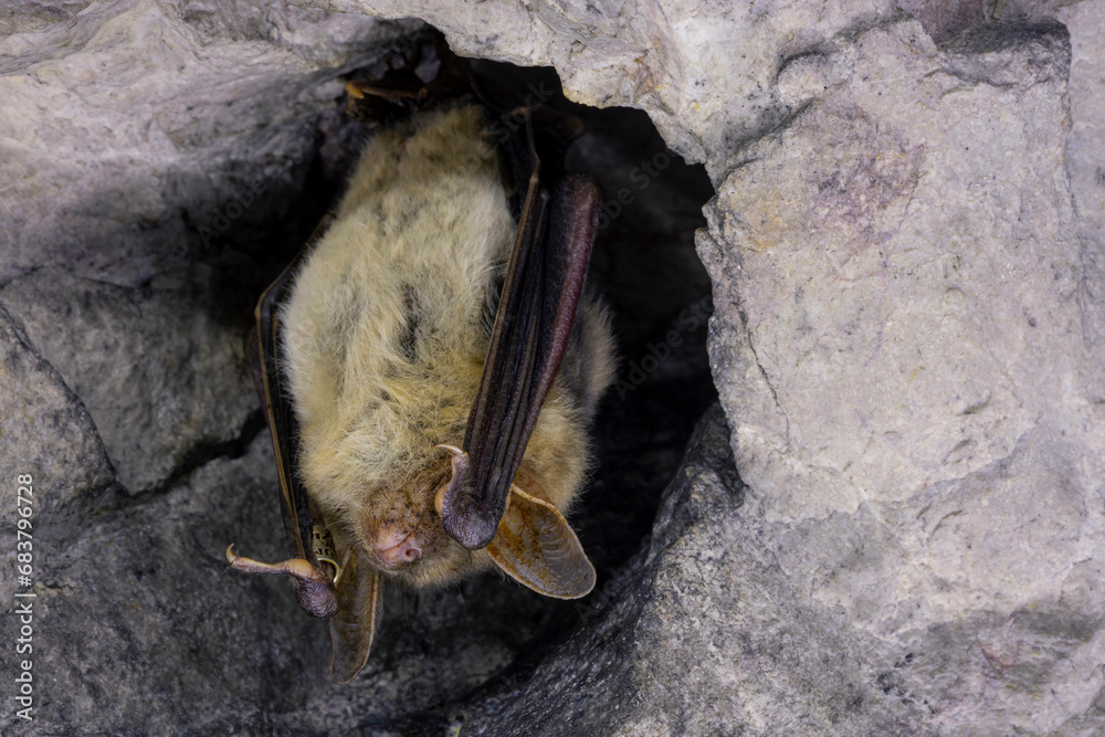 Close up strange animal Greater mouse-eared bat Myotis myotis hanging upside down in the hole of the cave and hibernating. Wildlife photography.