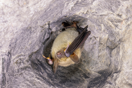 Obraz na płótnie Close up strange animal Greater mouse-eared bat Myotis myotis hanging upside down in the hole of the cave and hibernating. Wildlife photography. w salonie
