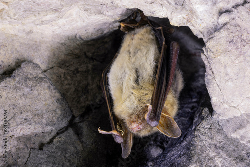 Close up strange animal Greater mouse-eared bat Myotis myotis hanging upside down in the hole of the cave and hibernating. Wildlife photography.
