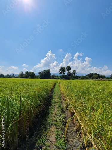 Rice field 