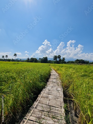 Rice field 