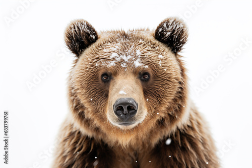 Close up brown bear in snow on a white background