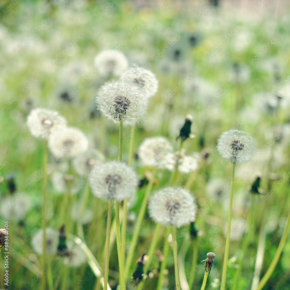 Summer background white dandelion flowers in green grass.