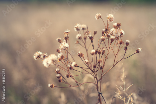 Dry autumn flowers in the meadow.