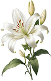 02 white lily