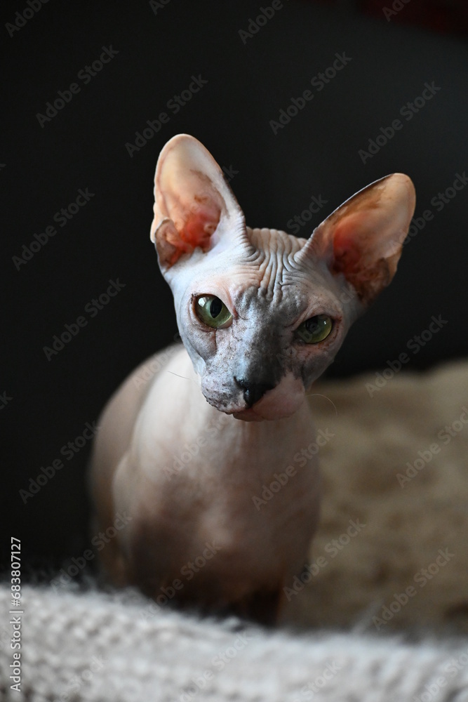 Cute young cat of the Sphinx breed with green eyes. Favorite pets.