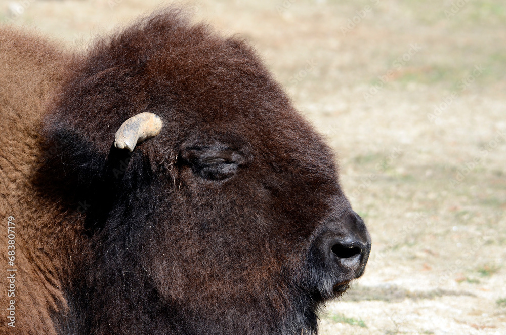 Fototapeta premium バイソン