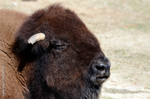 Wallpaper Mural バイソン Torontodigital.ca