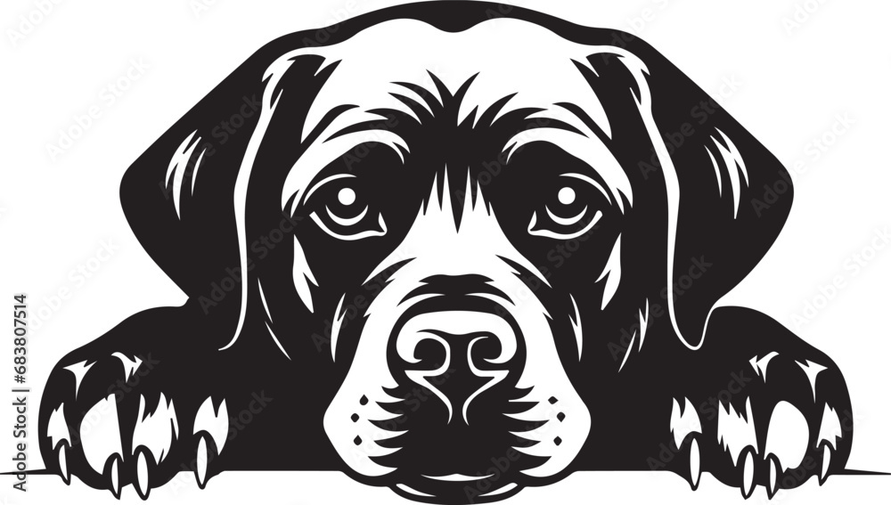 peeking labrador retriever portrait peeking labrador retriever portrait