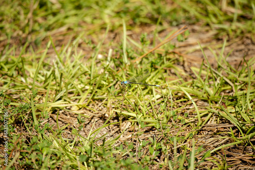 blue dragonfly in the grass photo