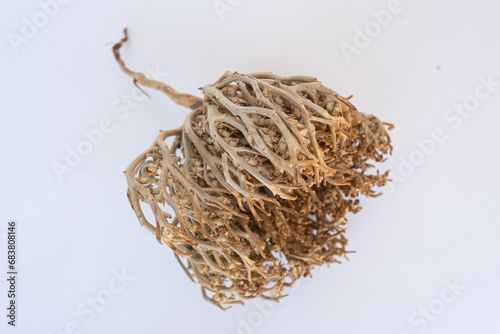 Rose of Jericho, Anastatica isolated on a white background
 photo