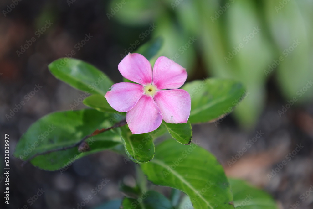 小さなピンク色のニチニチソウの花 小さなピンク色のニチニチソウの花