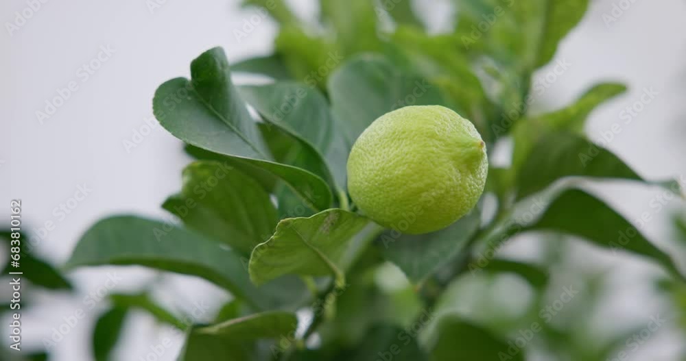 Lime tree with fruits - natural organic green lemon on lemon tree outdoor Lime tree with fruits - natural organic green lemon on lemon tree outdoor