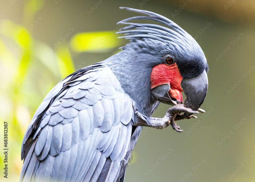Fototapeta premium Enchanting Palm Cockatoo (Probosciger aterrimus) in Tropical Splendor