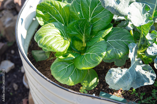 Broccoli and Chinese cabbage Bok Choy plants growing on metal raised garden bed  Dallas  Texas  USA  corrosion resistant steel  food-safe paint  anti-rust materials  uncontaminated