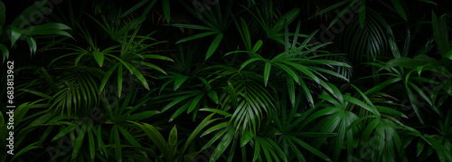 Tropical leaves background in the rainforest