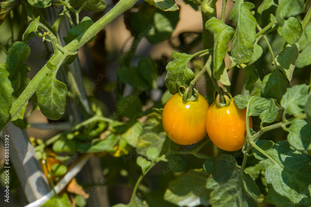 small orange tomatoes in the garden