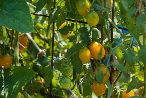 small orange tomatoes in the garden