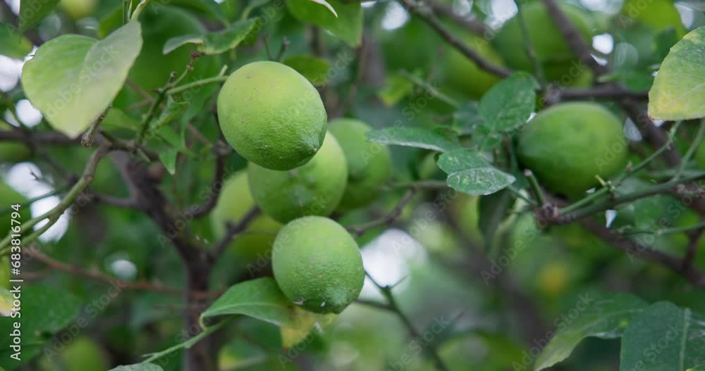 Lime tree with fruits - natural organic green lemon on lemon tree outdoor Lime tree with fruits - natural organic green lemon on lemon tree outdoor