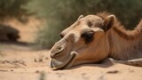 A tired Camel has a restful time for a while.