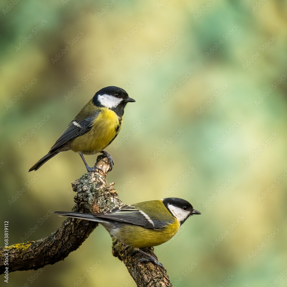 Obraz premium bird on a branch