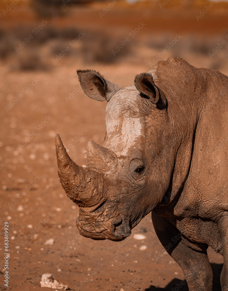Fototapeta premium Rhino en Namibie