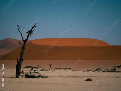 Sossusvlei  desert du Namib  Deadvlei