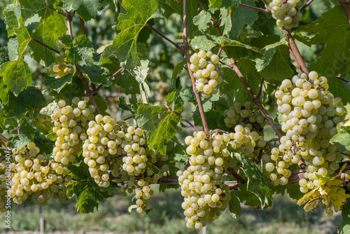 ripe grapes in vineyard near Meunster,Stuttgart, Germany photo