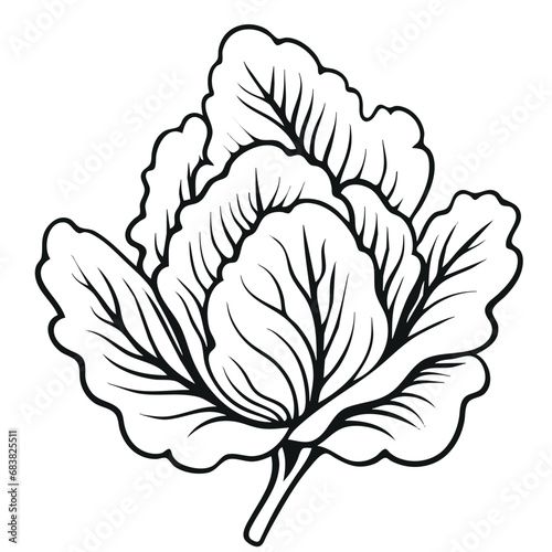 cabbage illustration outline vector 