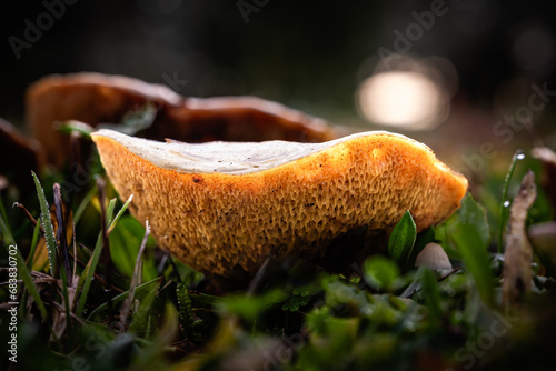 Suillus collinitus mushroom, a species of Slippery jacks mushrooms, growing through the leaf mould of a forest floor in the Dordogne region of France photo