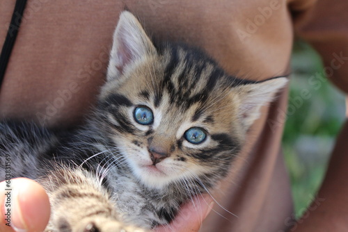 tête de chaton tigré aux yeux bleu en gros plan 