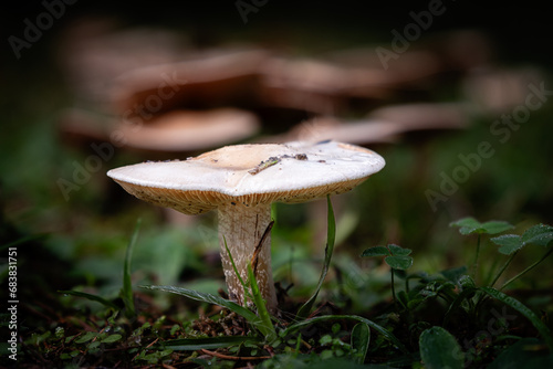 Poison Pie mushroom, a species of Bitter poisonpie, growing through the leaf mould of a forest floor in the Dordogne region of France photo